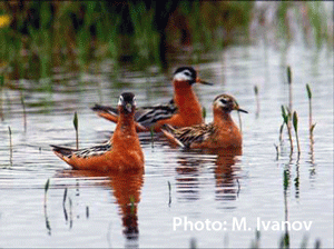 phalarope